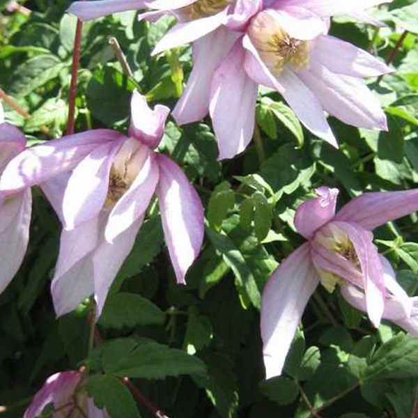 Arborix - 2 x clématite  - clematis 'pink flamingo'  - 50-60 cm pot