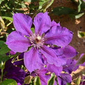 2 x clématite  - clematis 'gipsy queen'  - 50-60 cm pot