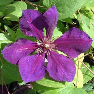 2 x clématite  - clematis 'gipsy queen'  - 50-60 cm pot