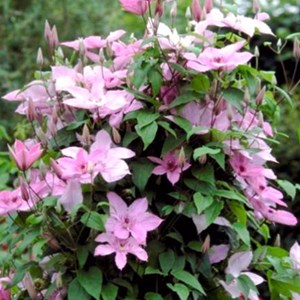 2 x clématite  - clematis 'hagley hybrid'  - 50-60 cm pot