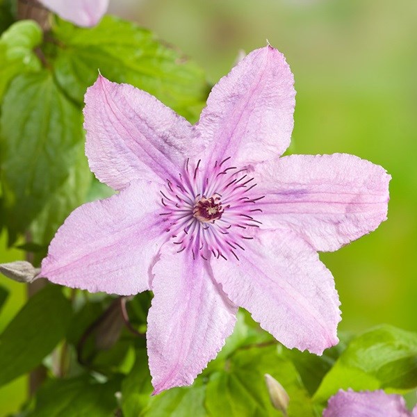 Arborix - 2 x clématite  - clematis 'hagley hybrid'  - 50-60 cm pot
