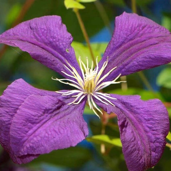 2 x clématite - clematis 'jackmanii' - 50-60 cm pot