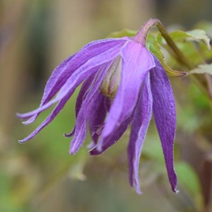 2 x clématite  - clematis 'jan lindmark'  - 50-60 cm pot