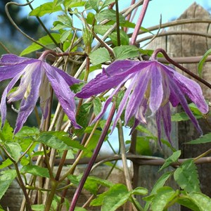 2 x clématite  - clematis 'jan lindmark'  - 50-60 cm pot
