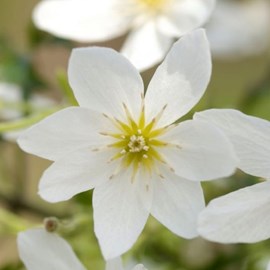Clématite  - clematis 'joe'  - 50-60 cm pot