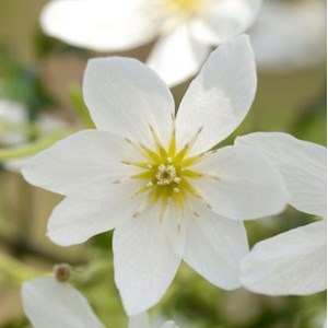 Clématite  - clematis 'joe'  - 50-60 cm pot