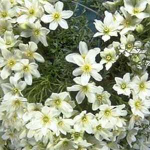 Clématite  - clematis 'joe'  - 50-60 cm pot