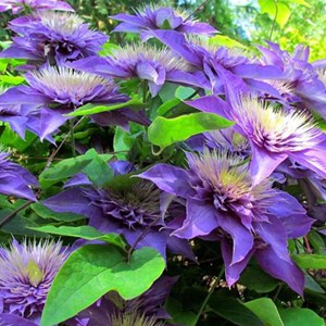 2 x clématite  - clematis 'multi blue'  - 50-60 cm pot