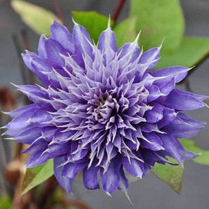 2 x clématite  - clematis 'multi blue'  - 50-60 cm pot
