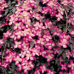 2 x clématite  - clematis montana 'freda'  - 50-60 cm pot