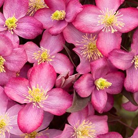 2 x clématite  - clematis montana 'freda'  - 50-60 cm pot