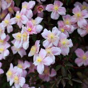 2 x clématite des montagnes - clematis montana 'fragrant spring' - 50-60 cm pot