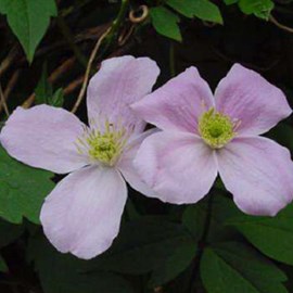 2 x clématite des montagnes - clematis montana 'fragrant spring' - 50-60 cm pot