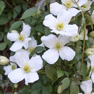 2 x clématite des montagnes  - clematis montana 'grandiflora'  - 50-60 cm pot
