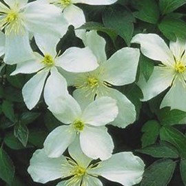 2 x clématite des montagnes  - clematis montana 'grandiflora'  - 50-60 cm pot