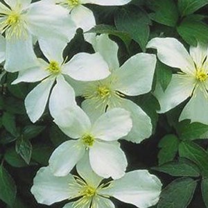 2 x clématite des montagnes  - clematis montana 'grandiflora'  - 50-60 cm pot