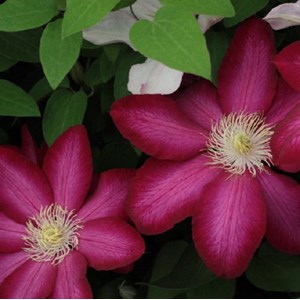 2 x clématite des montagnes  - clematis 'madame jules correvon'  - 50-60 cm pot