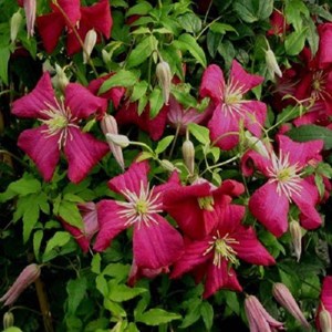 2 x clématite des montagnes  - clematis 'madame jules correvon'  - 50-60 cm pot