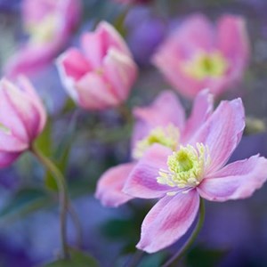 2 x clématite des montagnes  - clematis montana 'rubens'  - 50-60 cm pot