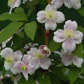 2 x clématite des montagnes  - clematis montana 'rubens'  - 50-60 cm pot