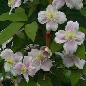2 x clématite des montagnes  - clematis montana 'rubens'  - 50-60 cm pot