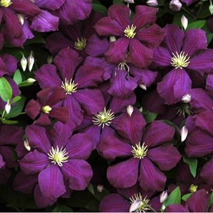 2 x clématite  - clematis 'niobe'  - 50-60 cm pot