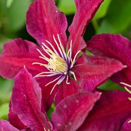 2 x clématite  - clematis 'niobe'  - 50-60 cm pot