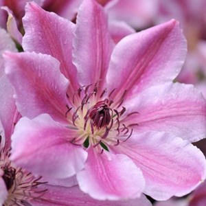 2 x clématite  - clematis 'nelly moser'  - 50-60 cm pot