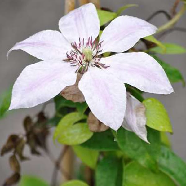 2 x clématite - clematis 'nelly moser' - 50-60 cm pot