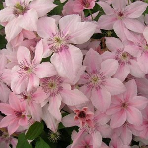 2 x clématite  - clematis 'pink fantasy'  - 50-60 cm pot