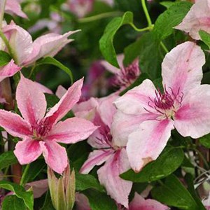 2 x clématite  - clematis 'pink fantasy'  - 50-60 cm pot