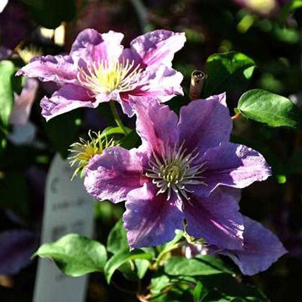 2 x clématite - clematis 'piilu' - 50-60 cm pot