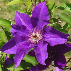 2 x clématite  - clematis 'the president'  - 50-60 cm pot