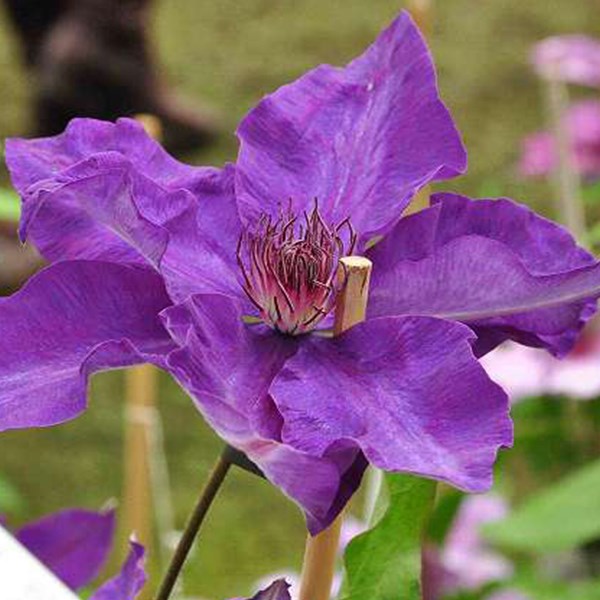 Arborix - 2 x clématite  - clematis 'the president'  - 50-60 cm pot