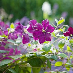 2 x clématite  - clematis 'polish spirit'  - 50-60 cm pot