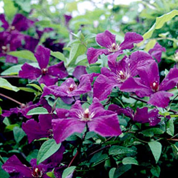 Arborix - 2 x clématite  - clematis 'polish spirit'  - 50-60 cm pot