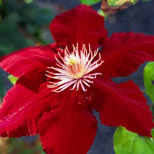 2 x clématite  - clematis 'rouge cardinal'  - 50-60 cm pot