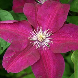 2 x clématite  - clematis 'rouge cardinal'  - 50-60 cm pot