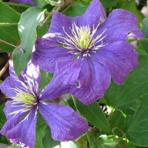 2 x clématite  - clematis 'rhapsody'  - 50-60 cm pot