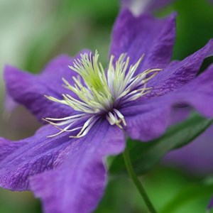 2 x clématite  - clematis 'rhapsody'  - 50-60 cm pot