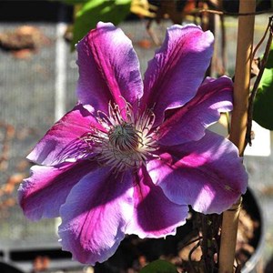 2 x clématite  - clematis 'doctor ruppel'  - 50-60 cm pot