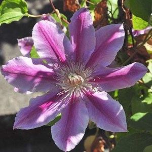 2 x clématite  - clematis 'doctor ruppel'  - 50-60 cm pot