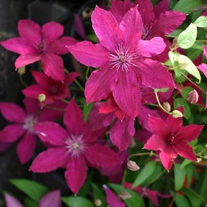 2 x clématite  - clematis 'ruutel'  - 50-60 cm pot