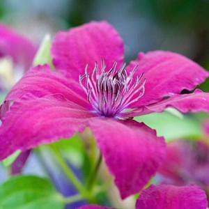 2 x clématite  - clematis 'ruutel'  - 50-60 cm pot