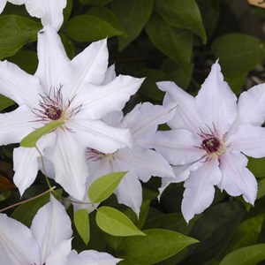 2 x clématite  - clematis 'snow queen'  - 50-60 cm pot