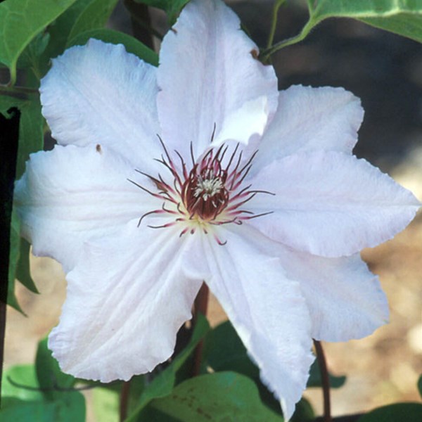 Arborix - 2 x clématite  - clematis 'snow queen'  - 50-60 cm pot