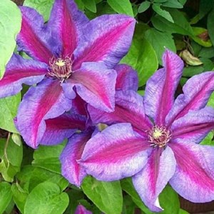 2 x clématite  - clematis 'mrs n. Thompson'  - 50-60 cm pot