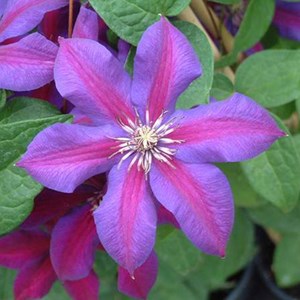 2 x clématite  - clematis 'mrs n. Thompson'  - 50-60 cm pot