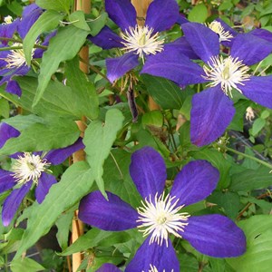 2 x clématite  - clematis 'the vagabond'  - 50-60 cm pot