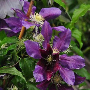 2 x clématite  - clematis 'the vagabond'  - 50-60 cm pot
